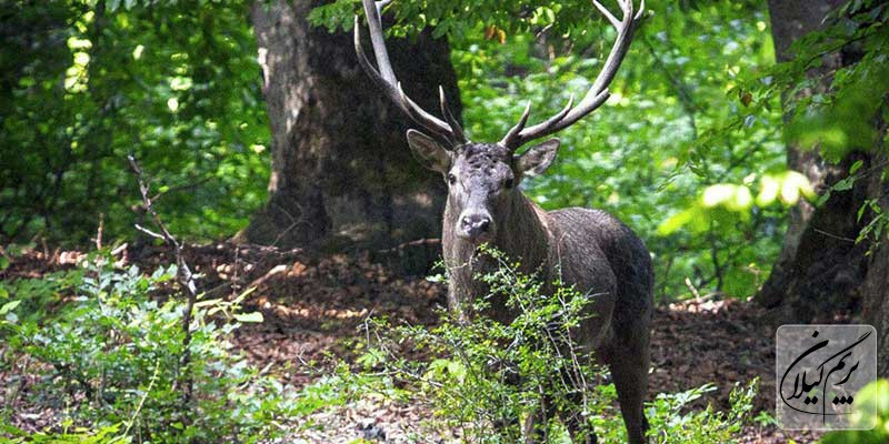 جنگل‌های هیرکانی تالش